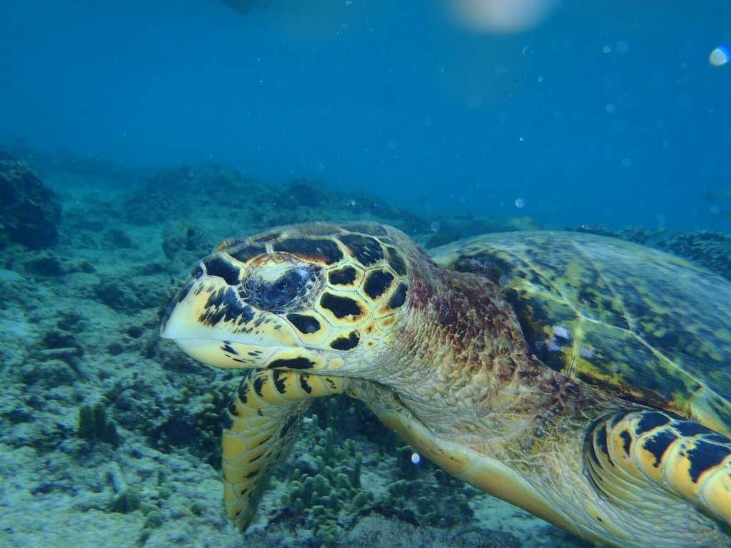 Just off shore - 10 metres