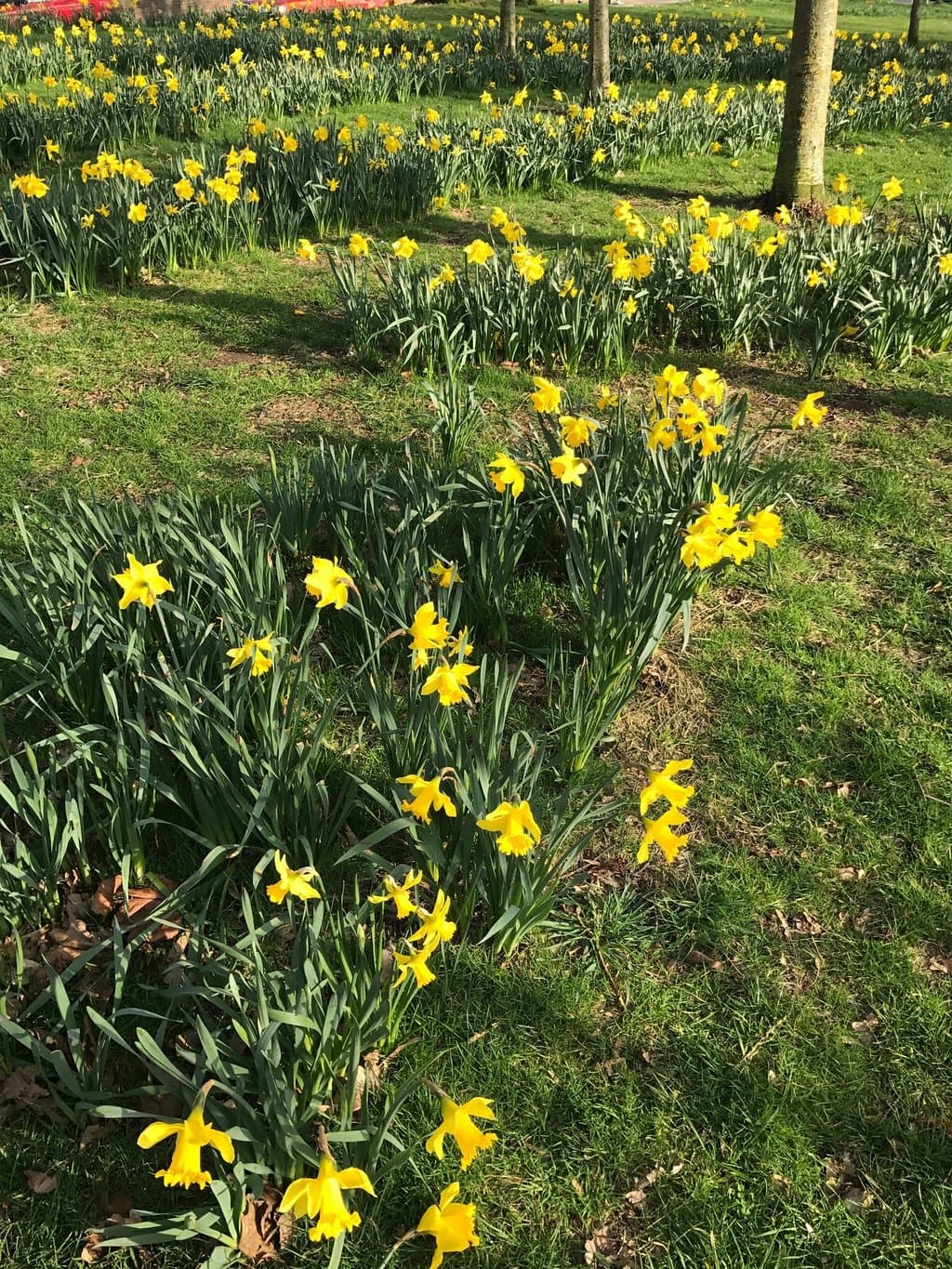 Hove Park