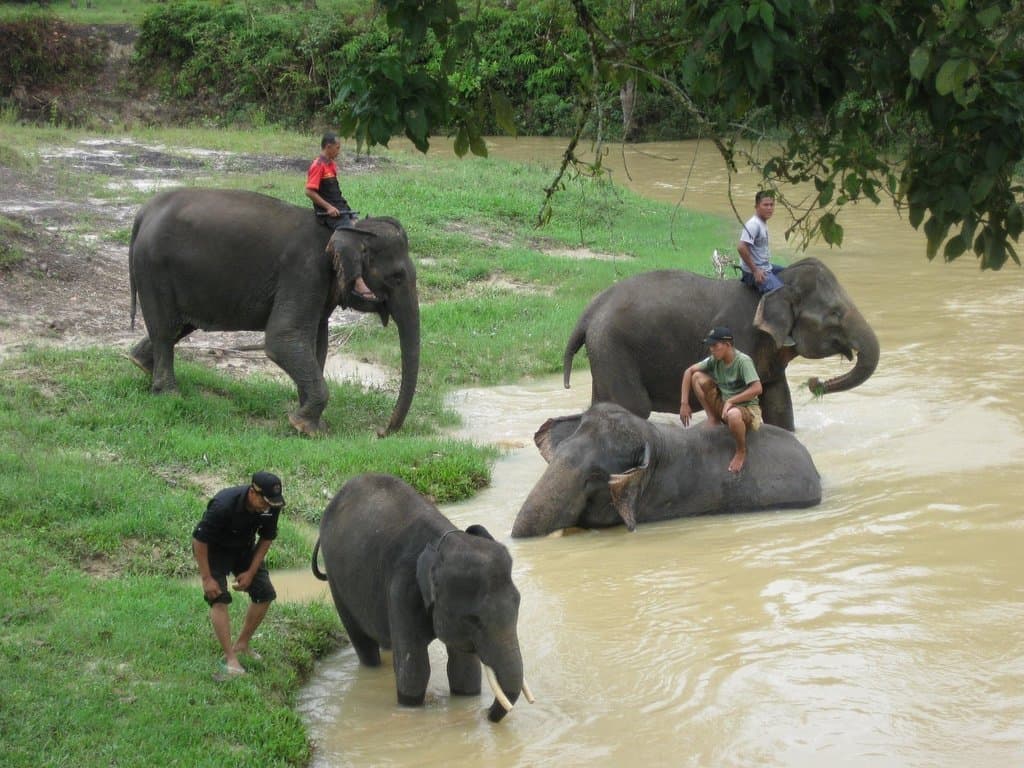 Minas Elephant Training Centre