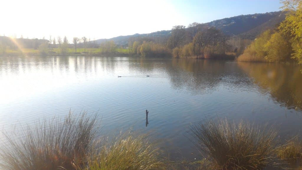 aqui se ve un tipo de ave