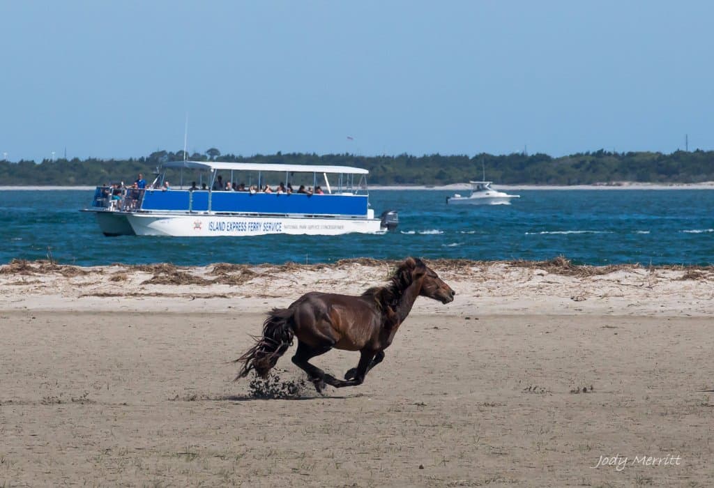 The Shackleford Horses are Happy to See Us