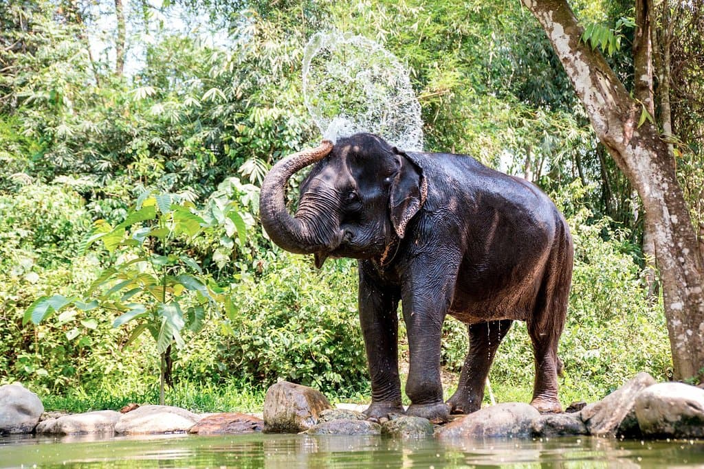 Patuk cooling herself down by the freshwater pool. 
