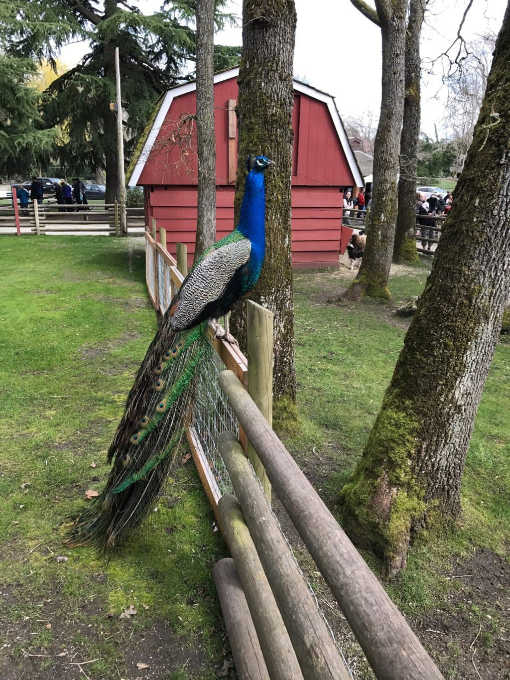 Beacon Hill Children's Farm