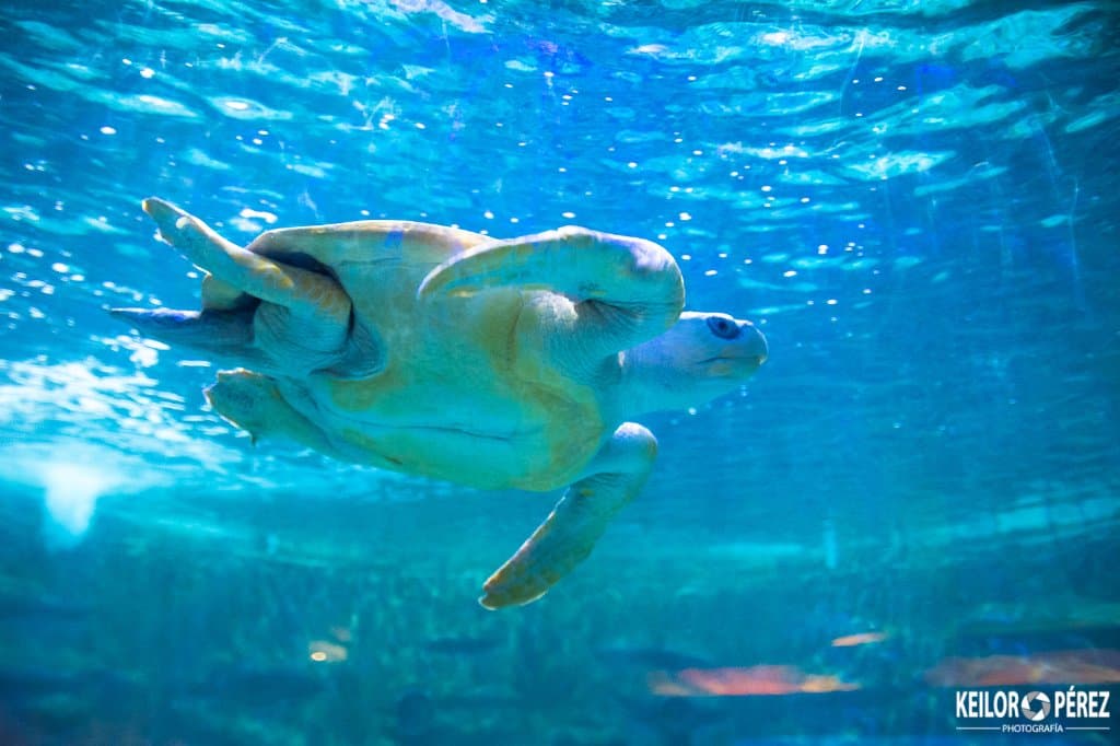 Mario Fernando es una de nuestras tortugas marinas residentes