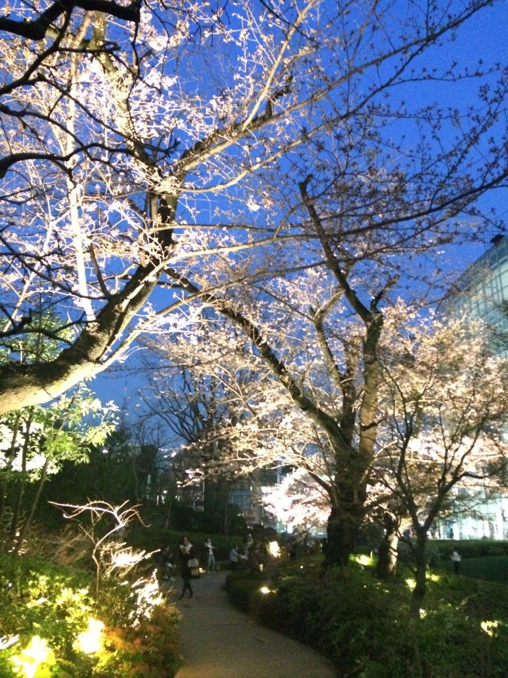 桜を咲いた