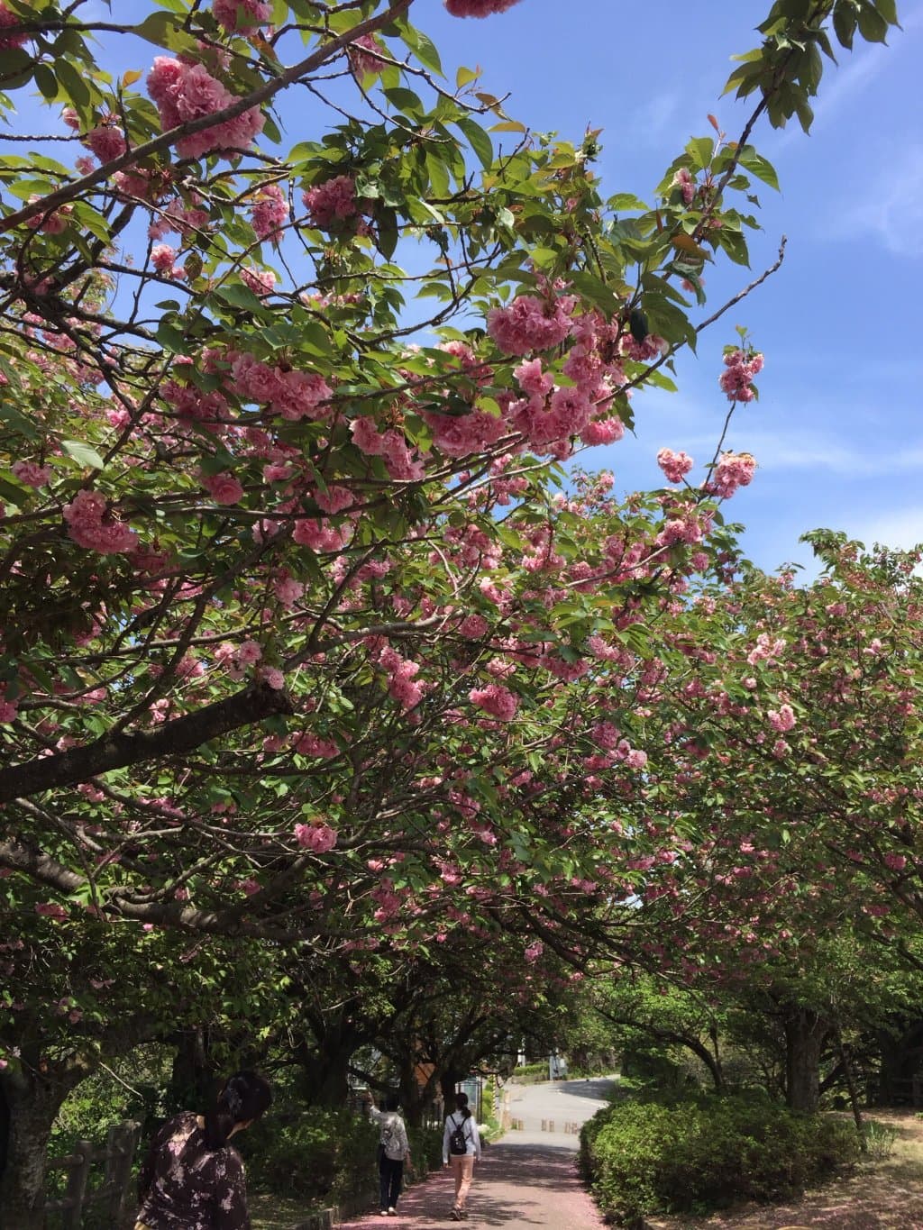 八重桜