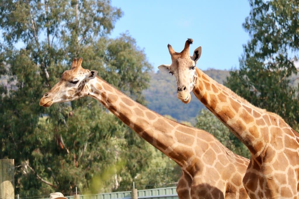 Halls Gap Zoo