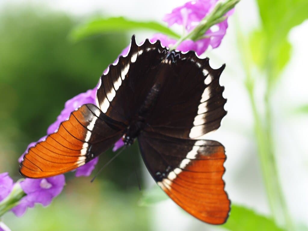 Sophia M. Sachs Butterfly House