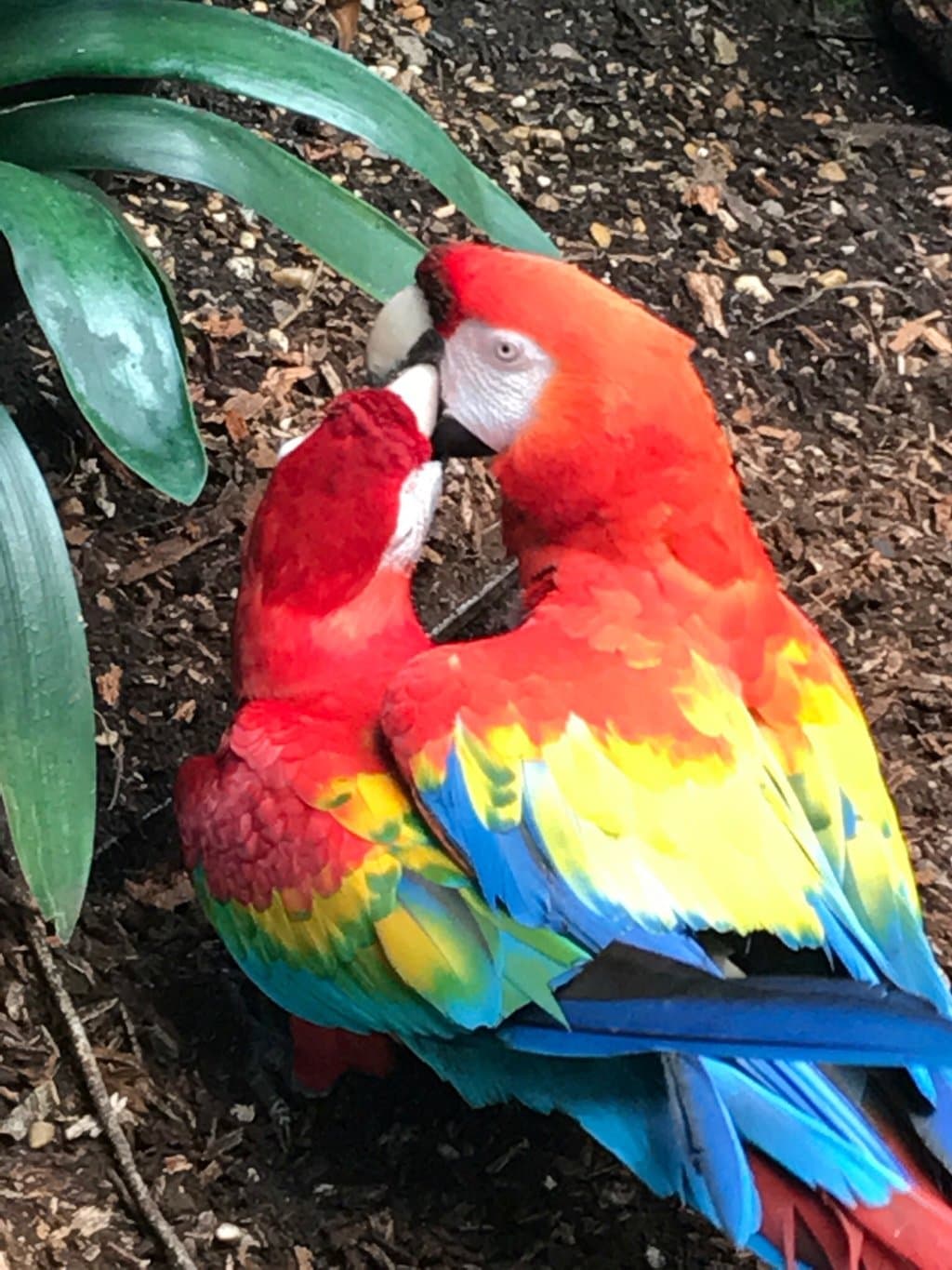 Amazon Park