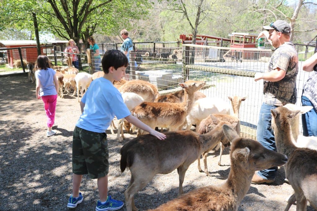 in the deer pen