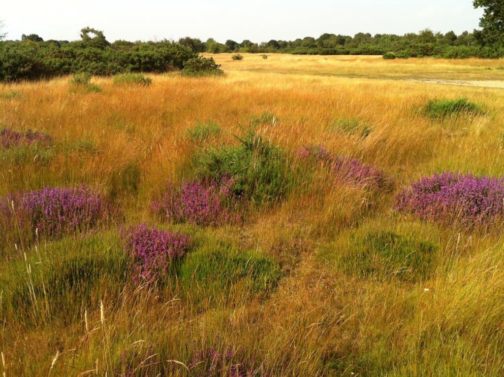 Dartford Heath