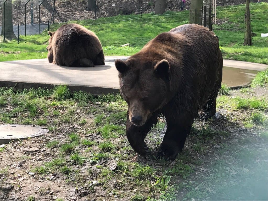 Visit the Bear Sanctuary in Beroun