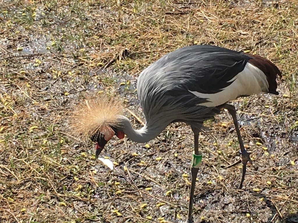 Just a small selection of animals