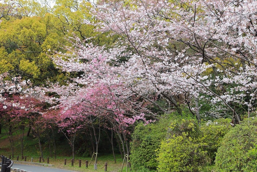 さくら谷
