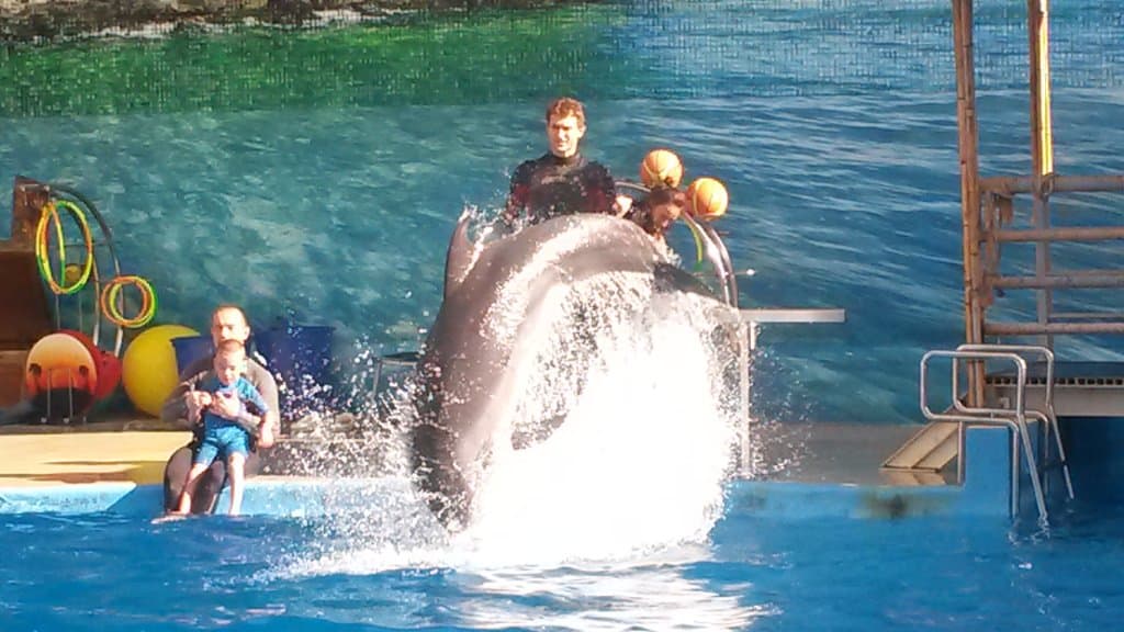 Анапский дельфинарий Nemo