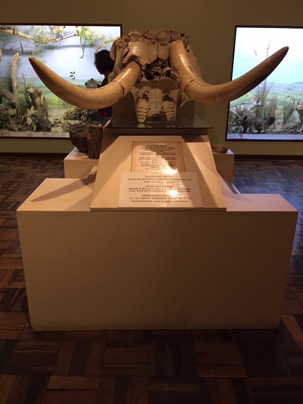 the elephant tusks are "naturally" replicas