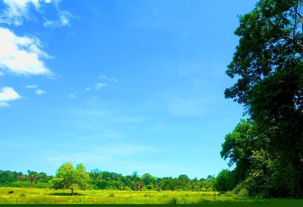A view of an 84-hectare Savannah from two-floored Tower