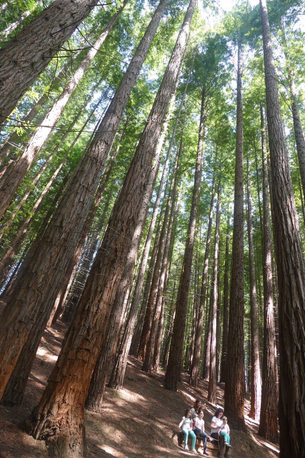 Bosque de Secuoyas de Cabezón