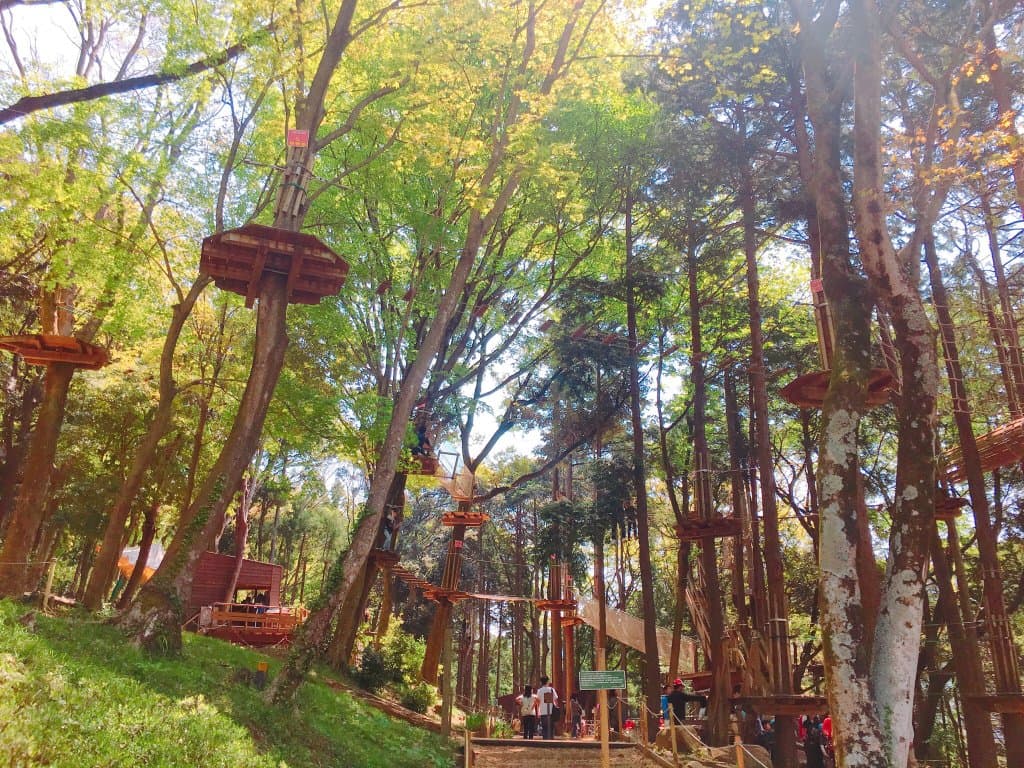 Hakone Forest Hakone