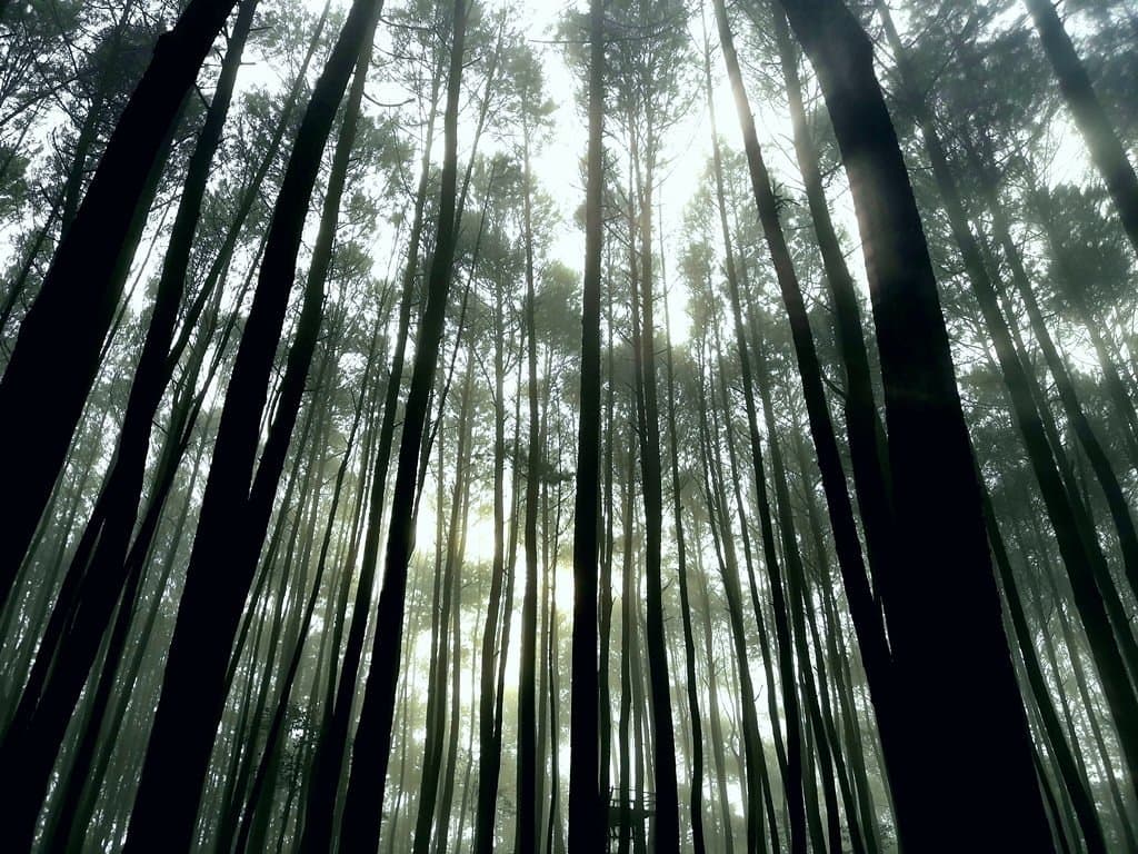 Hutan Pinus Mangunan Yogyakarta