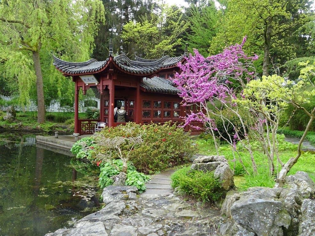 CHINESE TUIN HAREN 