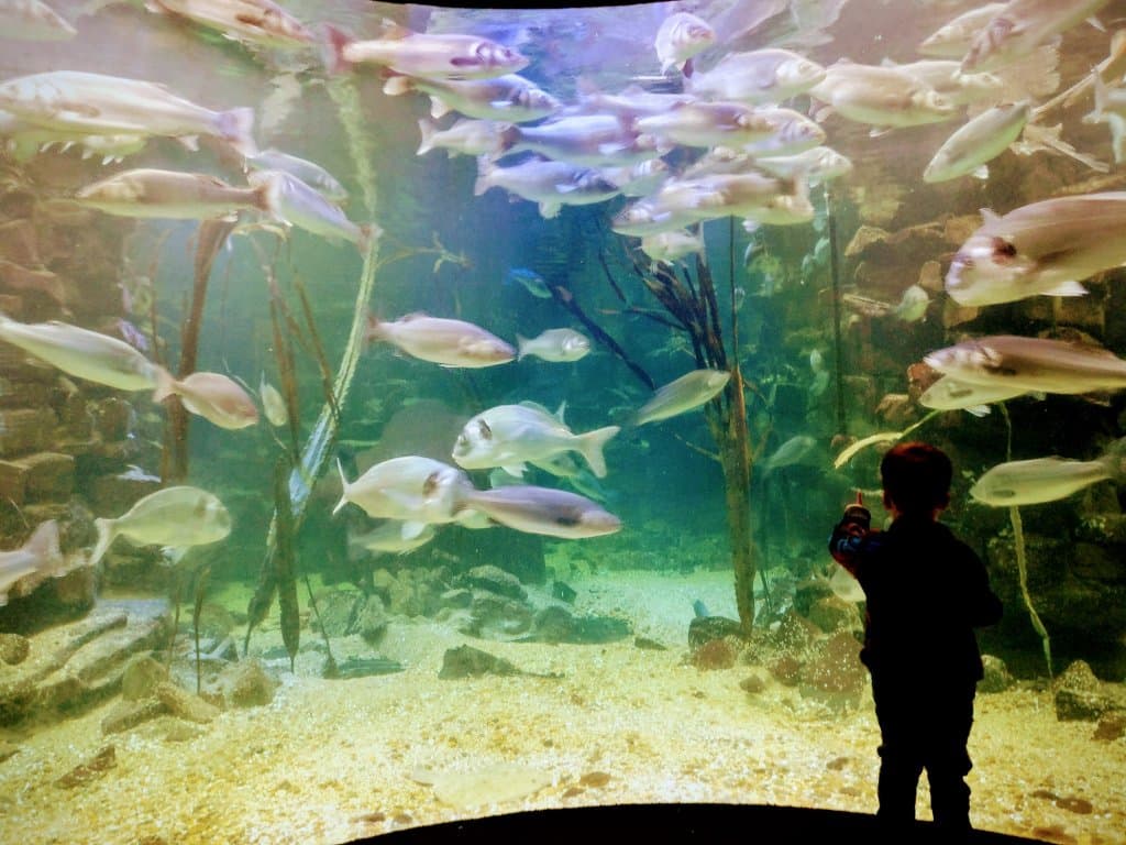 Anglesey Sea Zoo