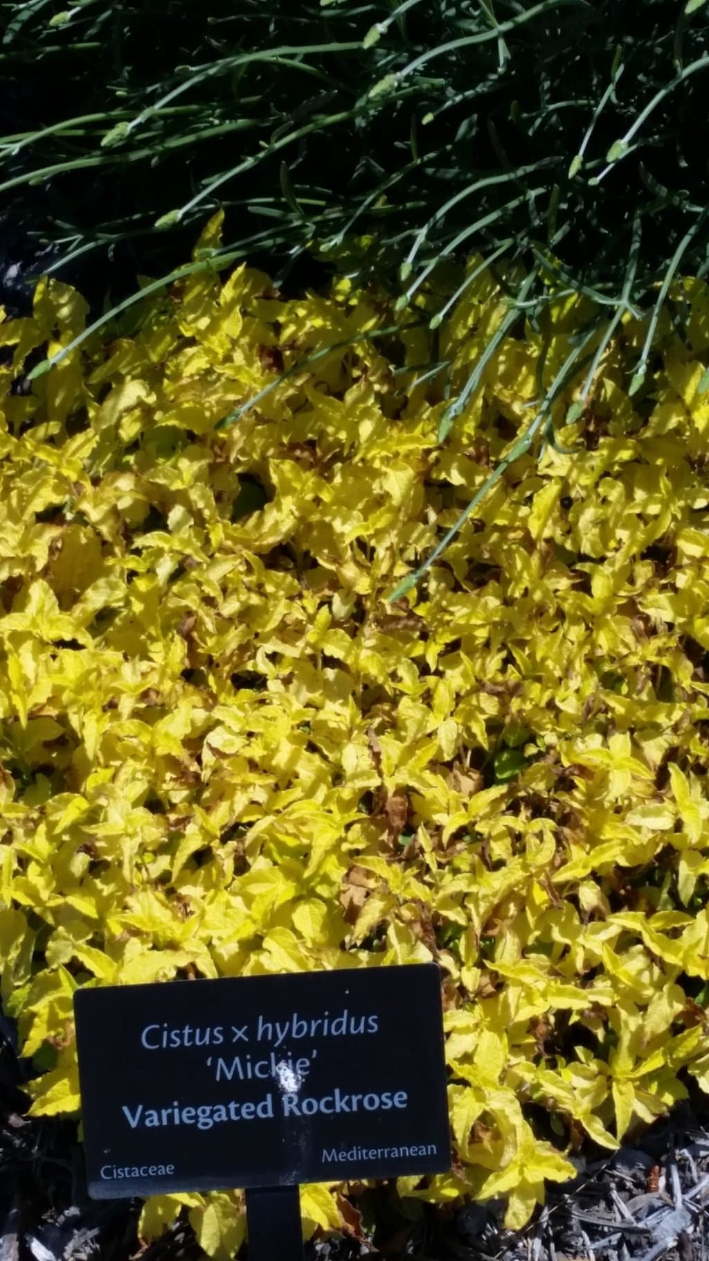 PLANTS