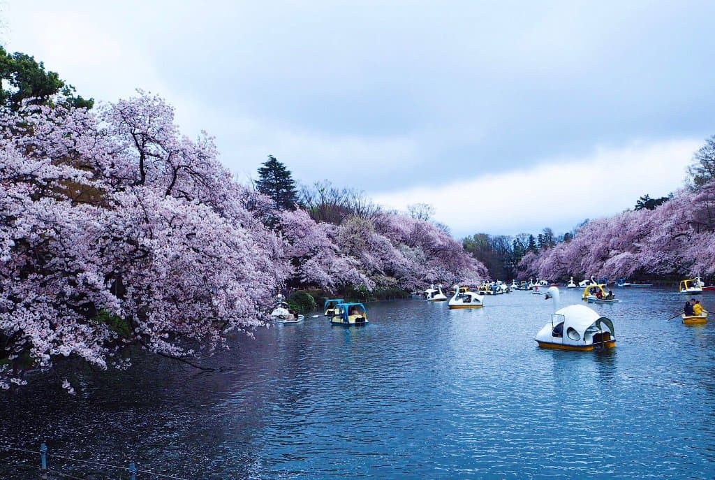 SAKURA Season 2017