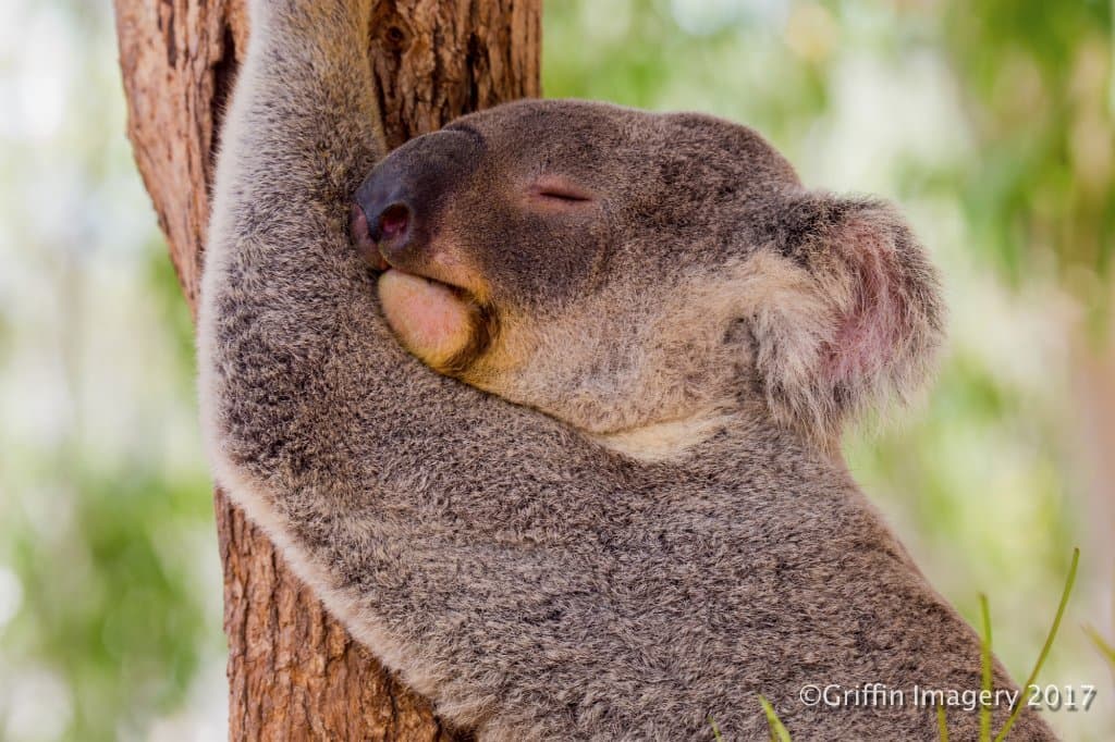 Billabong Santuary April 2017