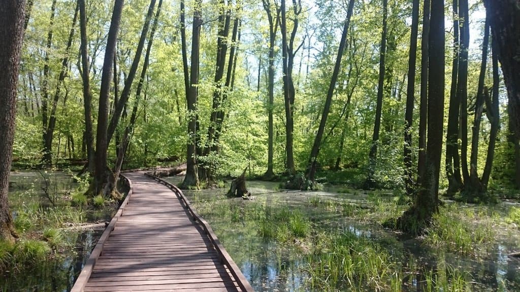 Voronezh Biosphere Reserve Beaver Nursery