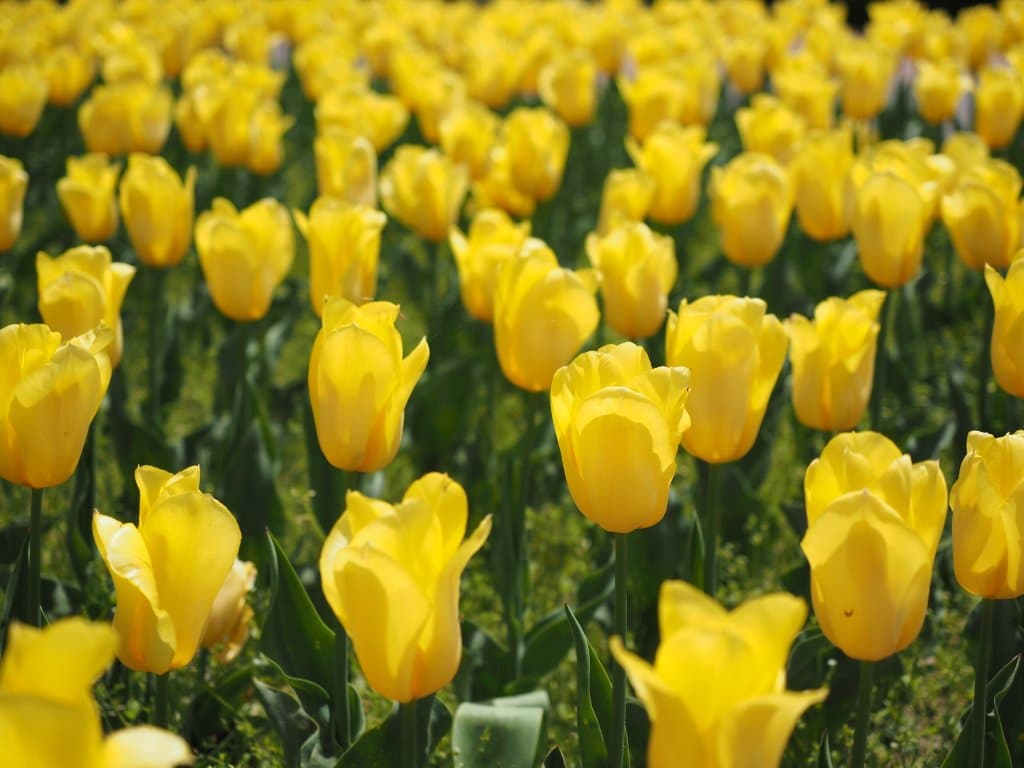 Niigata Prefectural Botanical Garden