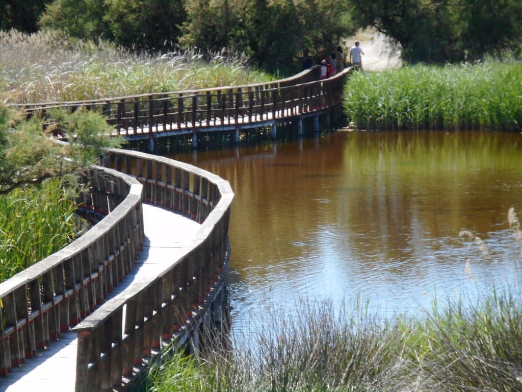 Part of the yellow loop trail