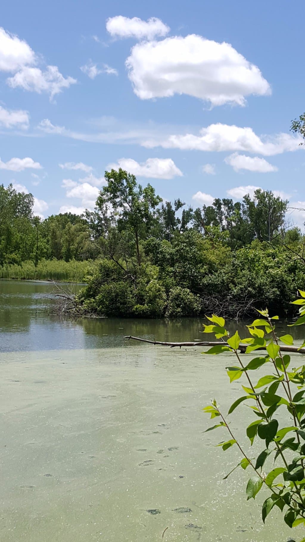 Heron Haven