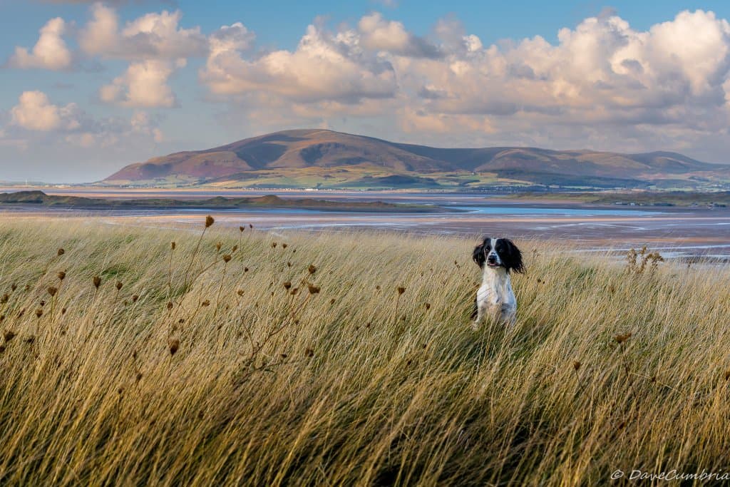 Sandscale Haws NNR Roanhead