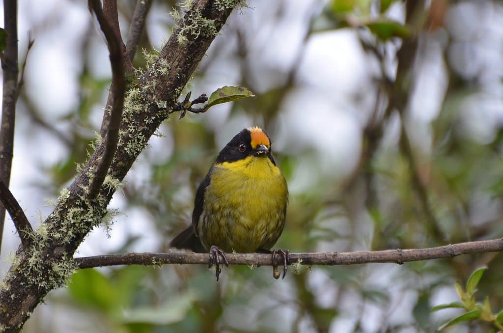 ATLAPETES( Rufous-capped brush finch)