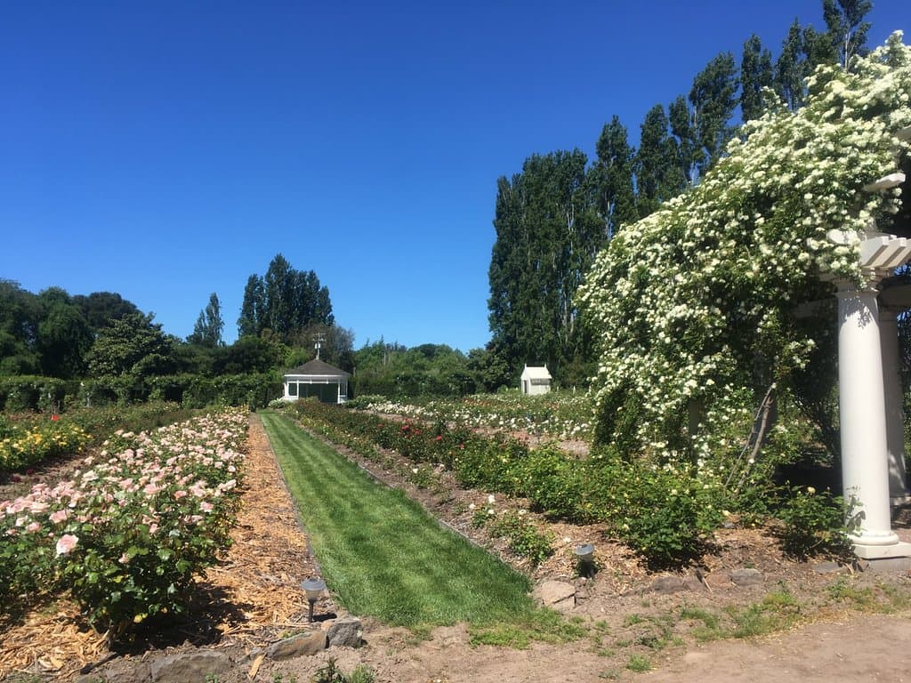 Roses growing in the open.