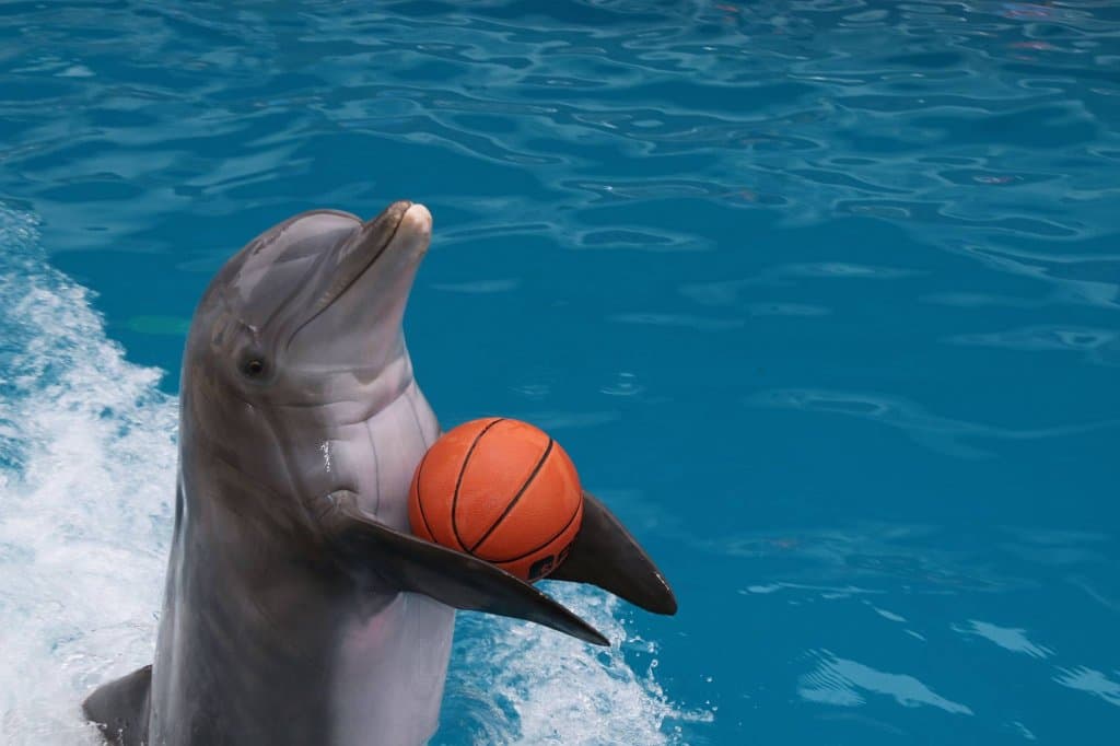 Let's play ball!