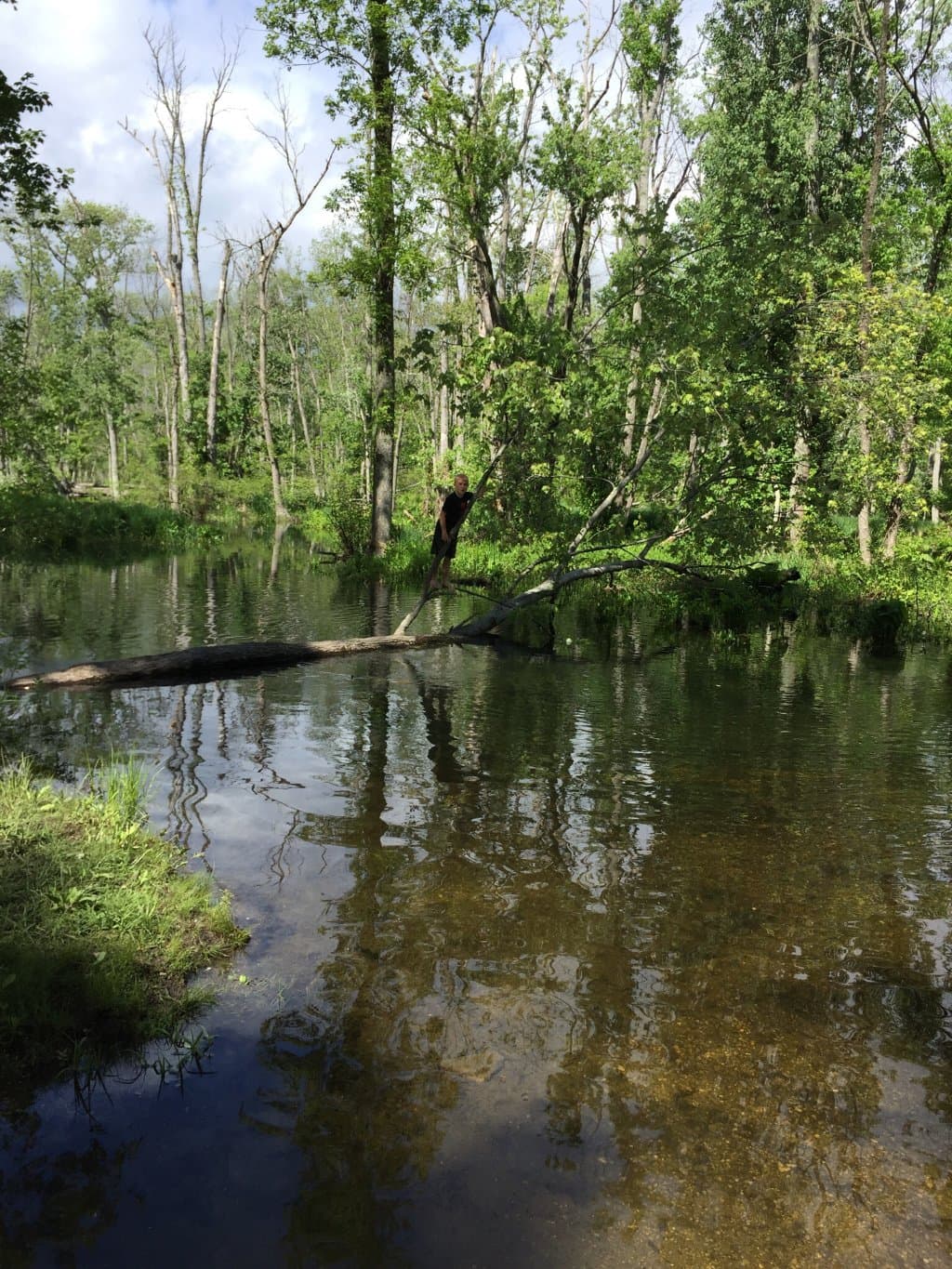 Maurepas Swamp Wildlife Management Area