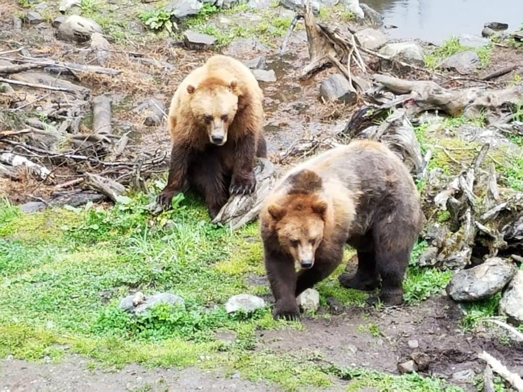 Fortress of the Bear Sitka