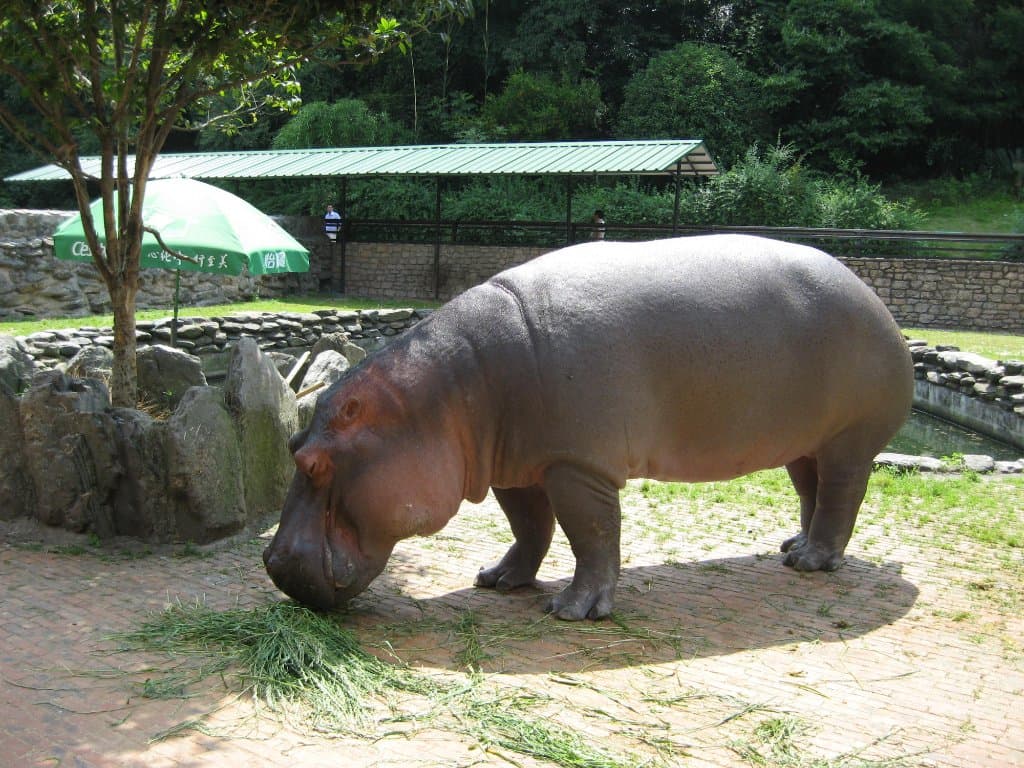 гиппопотам