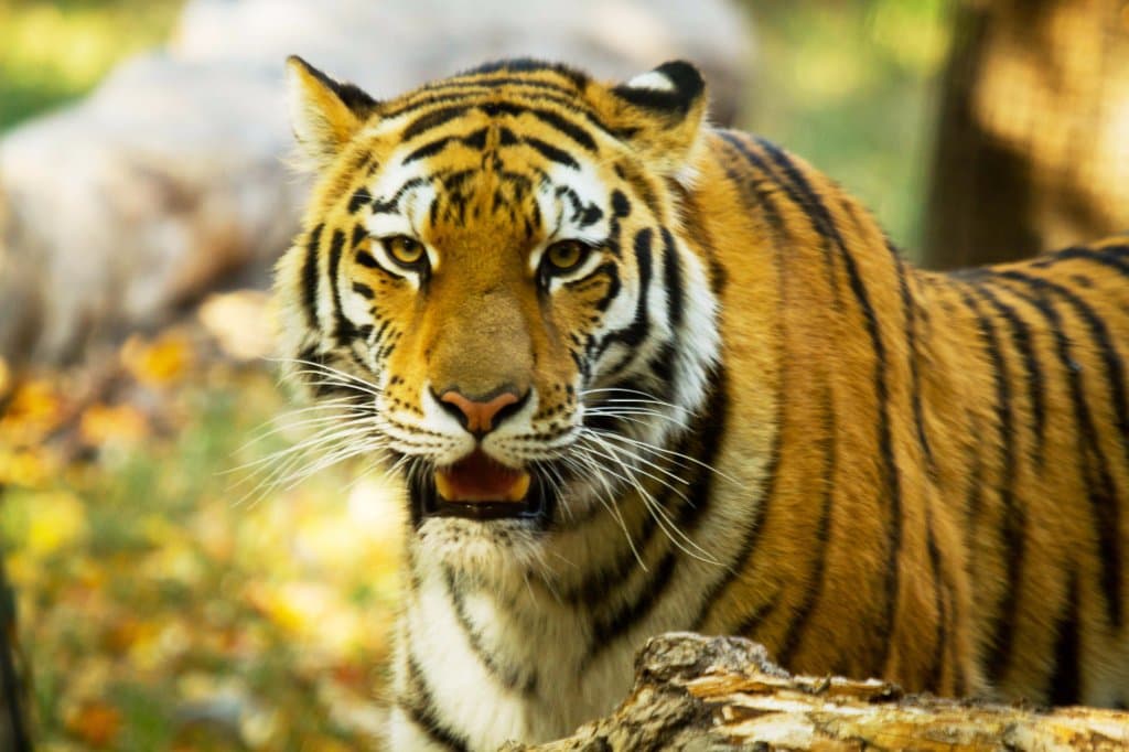 Amur Tiger in the Great Plains Zoo's Asian Cat's exhibit.