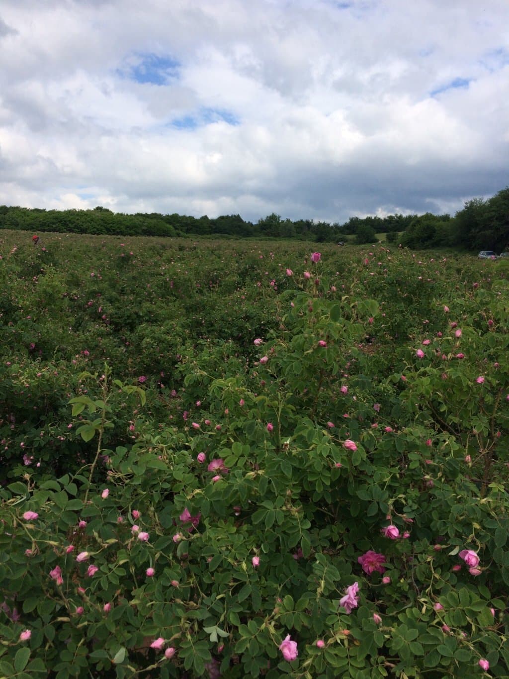 Valley of Roses