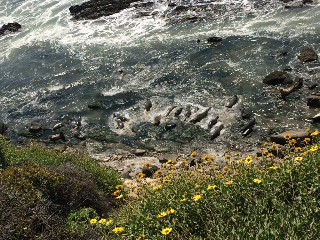 more seals