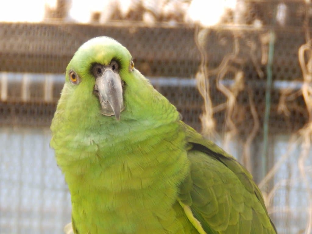 キボウシインコさん。美しい緑の羽に見とれてしまいます(*^^*)