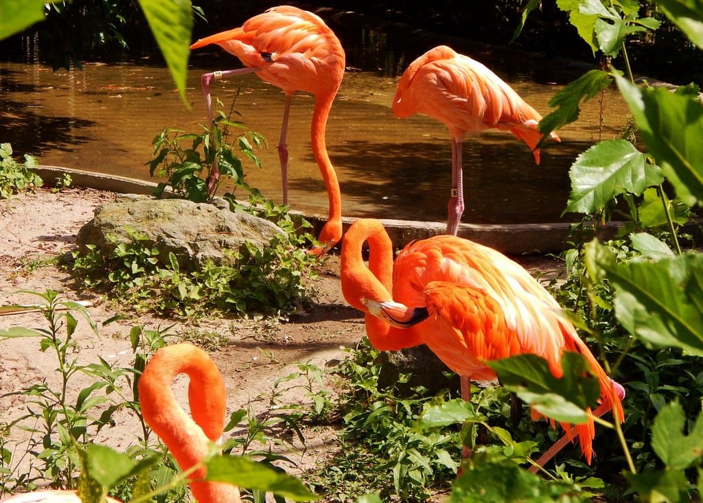 Flamengo