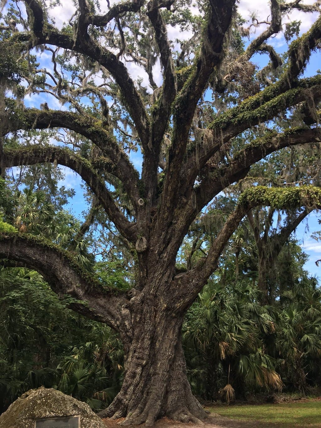 Fairchild Oak