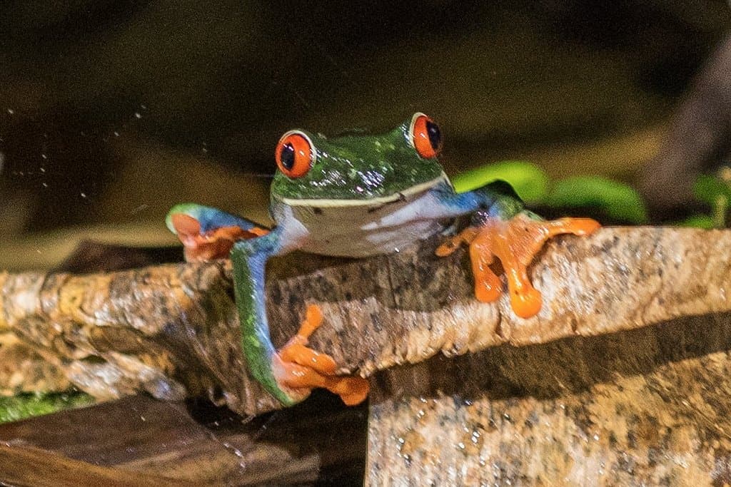 Red-eyed frog