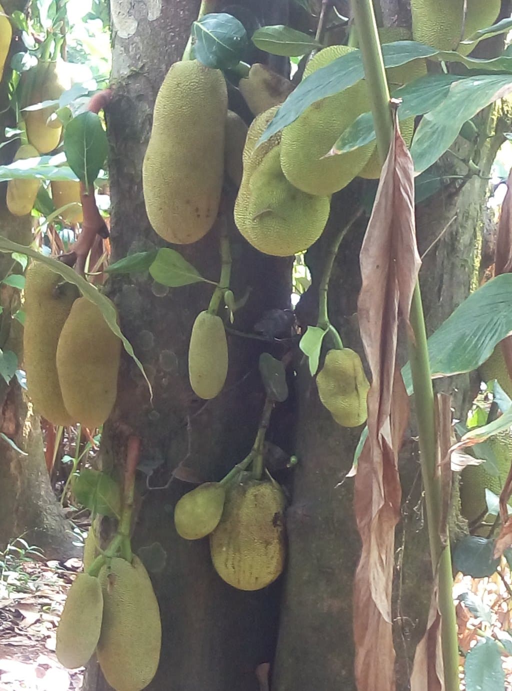 Spice Garden Thekkady Kerala