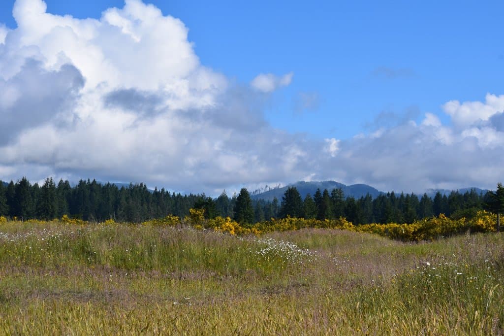 Mima Mounds Natural Area Preserve
