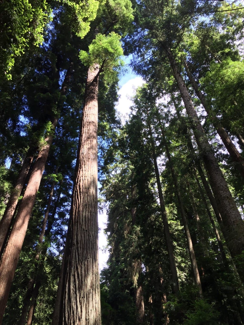 Sequoia Park Forest and Garden